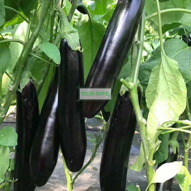 嫁接绿萼长茄苗茄子苗耐运输光泽度好抗病性强适应性广基地直