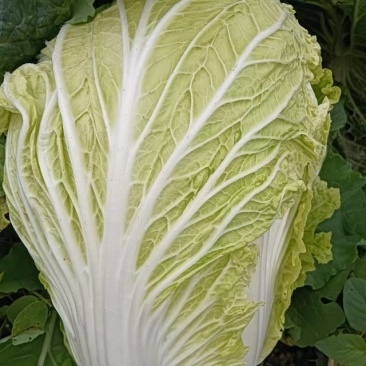 大白菜，安徽阜阳白菜种植基地，货真价实，量大从优，