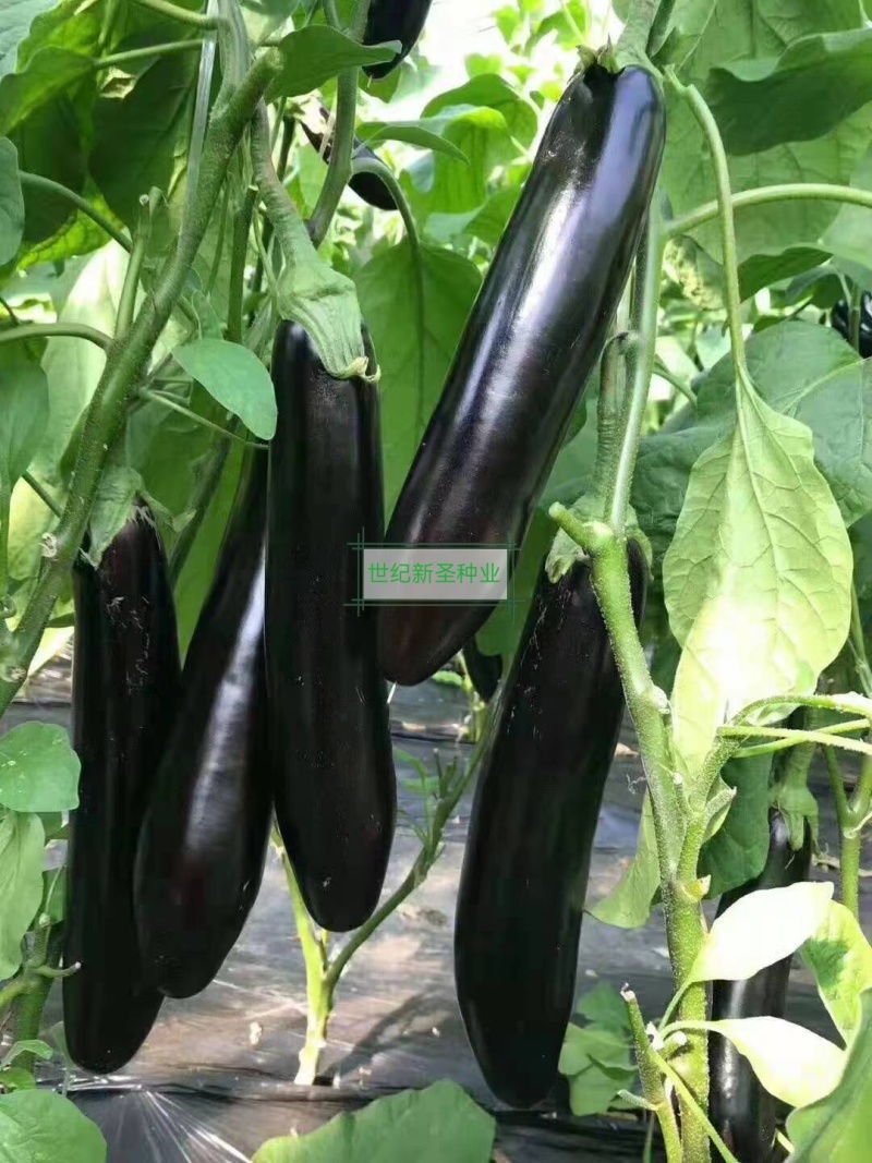 嫁接绿萼长茄苗茄子苗耐运输光泽度好抗病性强适应性广基地直