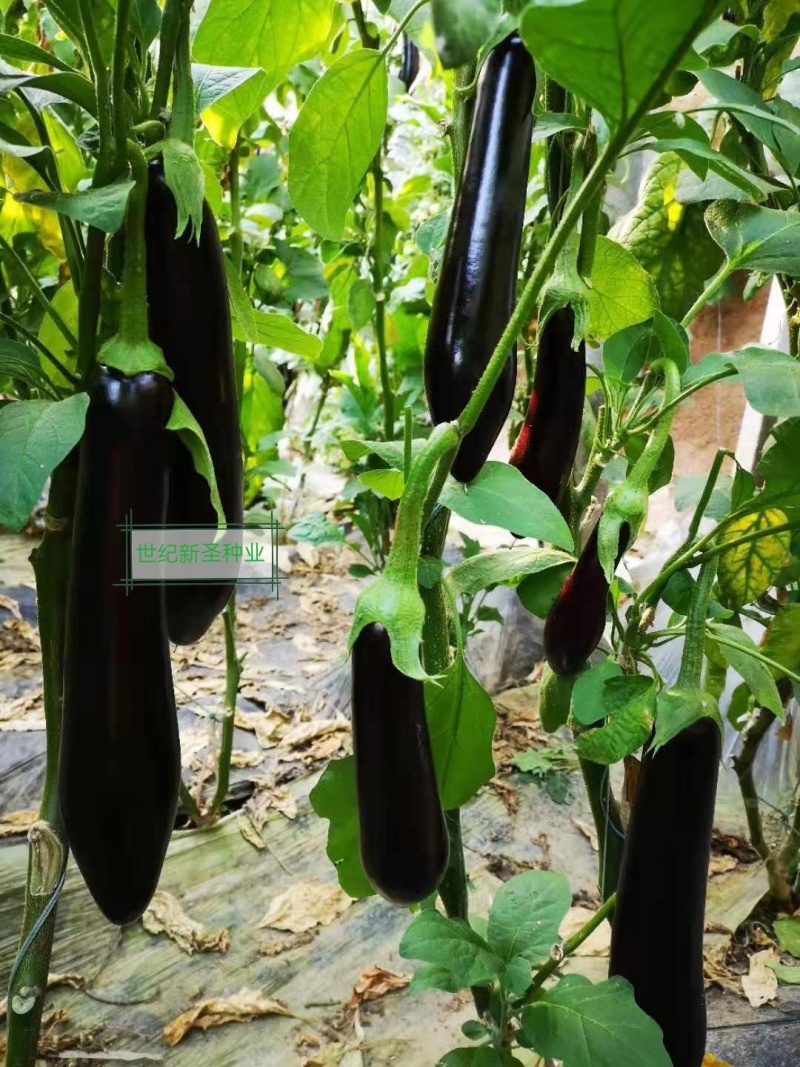 嫁接绿萼长茄苗茄子苗耐运输光泽度好抗病性强适应性广基地直