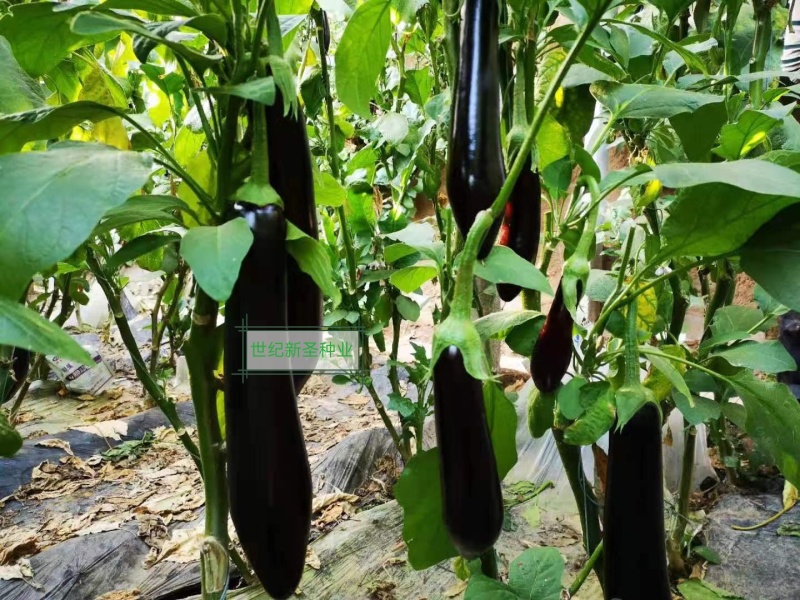 嫁接绿萼长茄苗茄子苗耐运输光泽度好抗病性强适应性广基地直