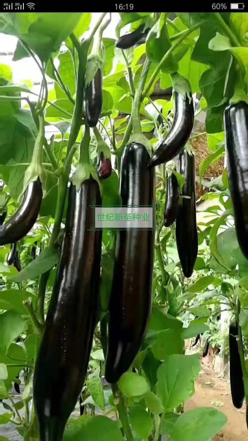 嫁接绿萼长茄苗茄子苗耐运输光泽度好抗病性强适应性广基地直