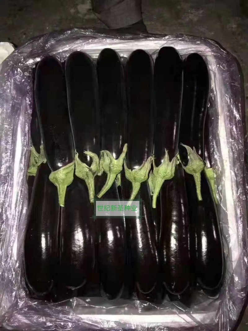 嫁接绿萼长茄苗茄子苗耐运输光泽度好抗病性强适应性广基地直