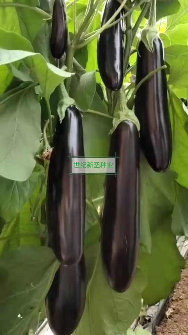 嫁接绿萼长茄苗茄子苗耐运输光泽度好抗病性强适应性广基地直