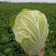 大白菜，安徽阜阳白菜种植基地，货真价实，量大从优，