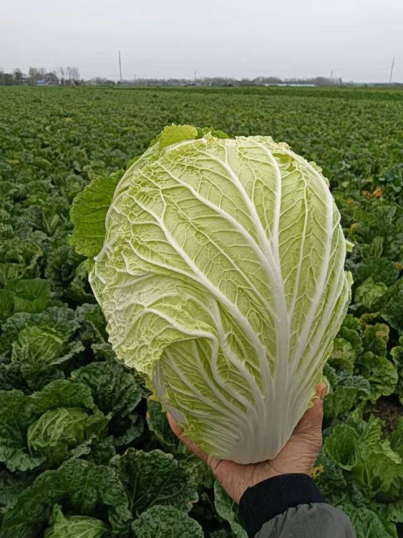 大白菜，安徽阜阳白菜种植基地，货真价实，量大从优，