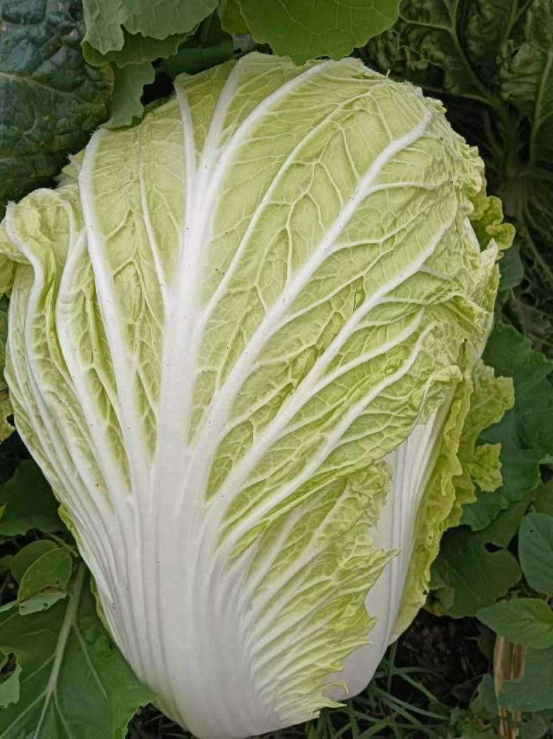 大白菜，安徽阜阳白菜种植基地，货真价实，量大从优，