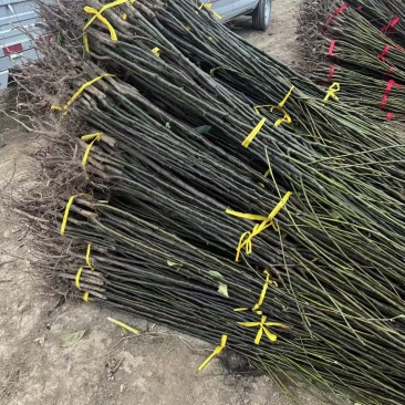 秋月梨苗当年挂果基地直发品种纯正可签合同保湿邮寄