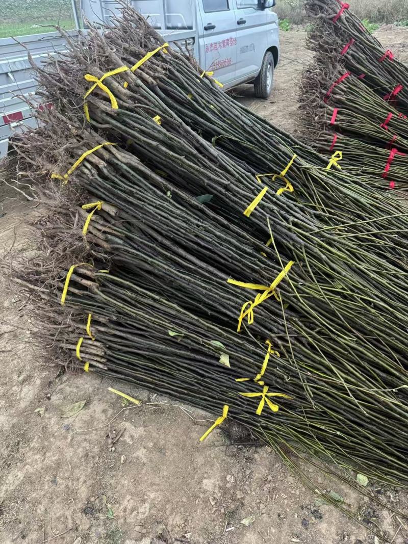 秋月梨苗当年挂果基地直发品种纯正可签合同保湿邮寄