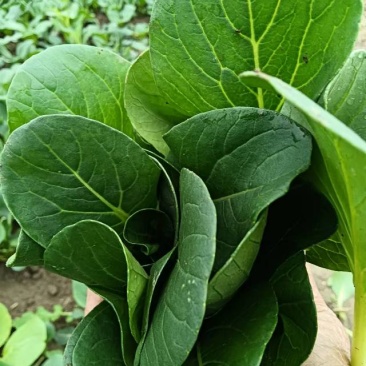 菜苔，种植基地，货真价实