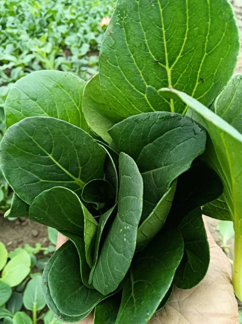 菜苔，种植基地，货真价实