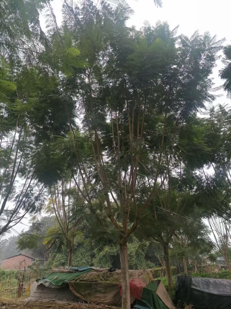 成都蓝花楹批发成都苗木基地供应各类规格蓝花楹直销