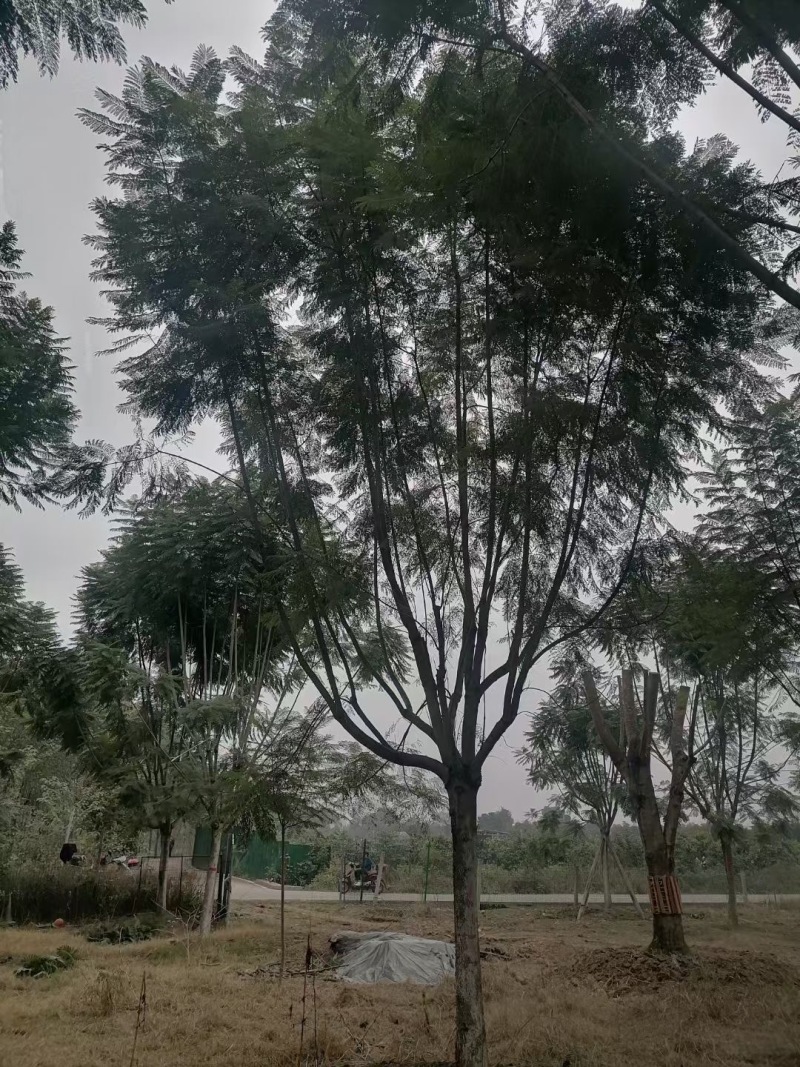 成都蓝花楹批发成都苗木基地供应各类规格蓝花楹直销