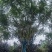 成都蓝花楹批发成都苗木基地供应各类规格蓝花楹直销