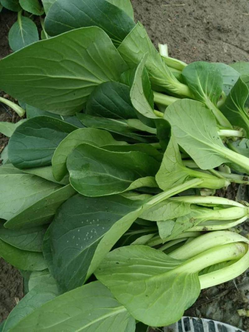菜苔，种植基地，货真价实