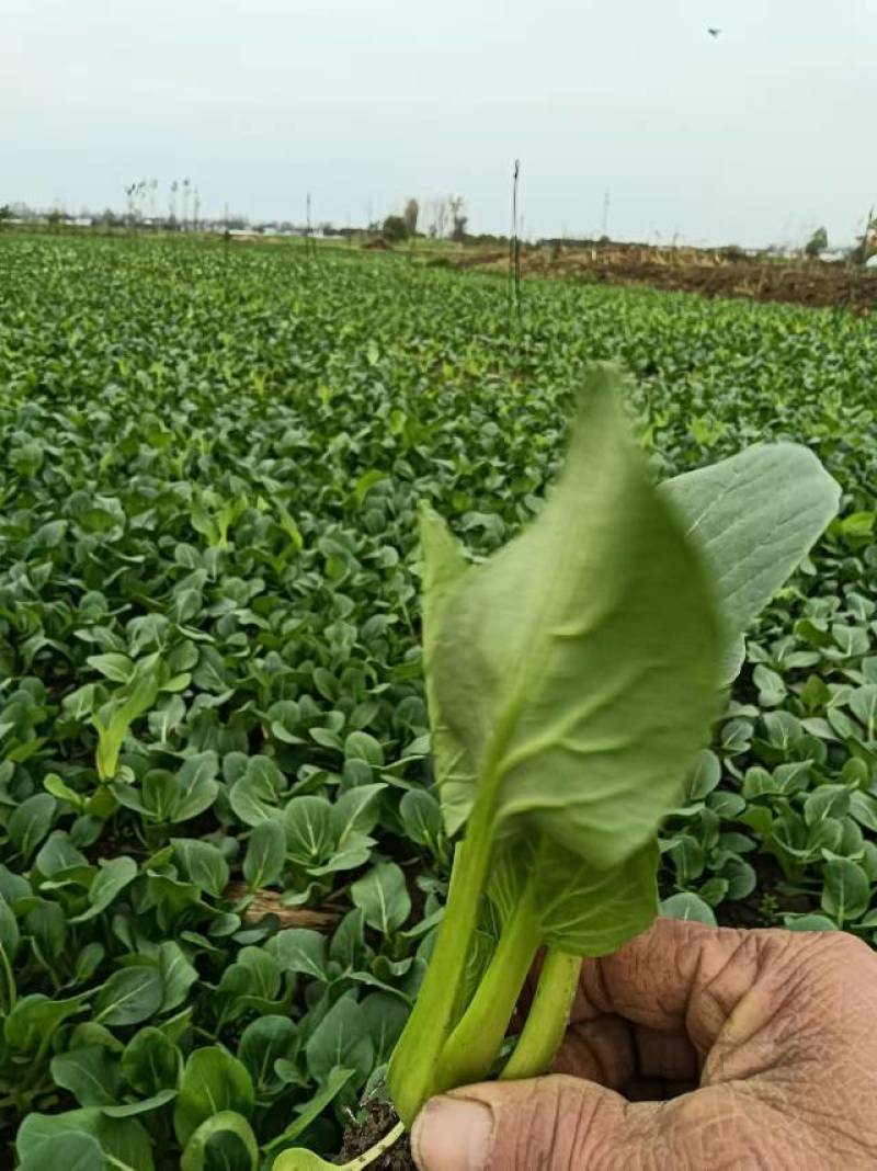 菜苔，种植基地，货真价实