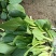 菜苔，种植基地，货真价实