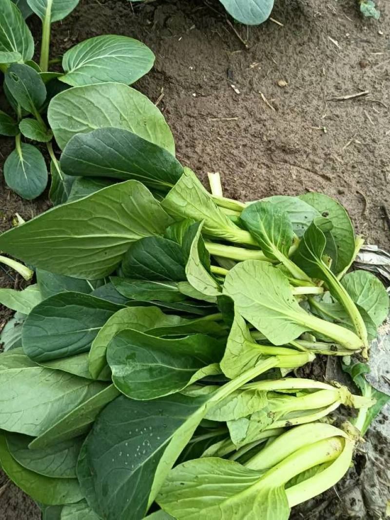 菜苔，种植基地，货真价实