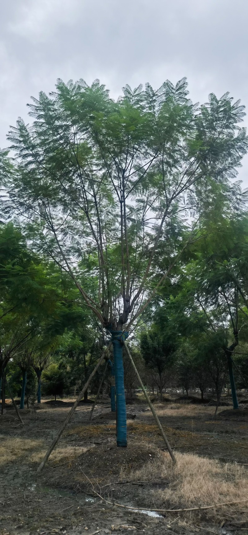 贵州蓝花楹批发贵州苗木基地供应各类规格蓝花楹直销