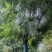 贵州蓝花楹批发贵州苗木基地供应各类规格蓝花楹直销