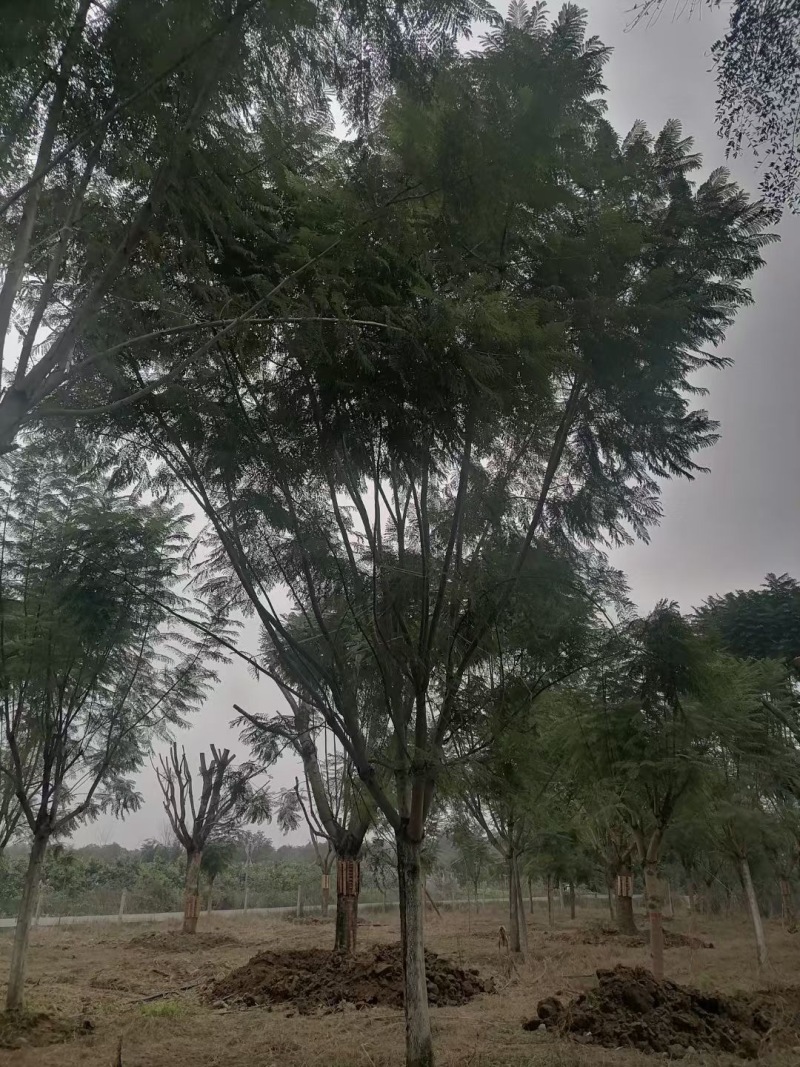 重庆蓝花楹批发重庆苗木基地供应各类规格蓝花楹直销