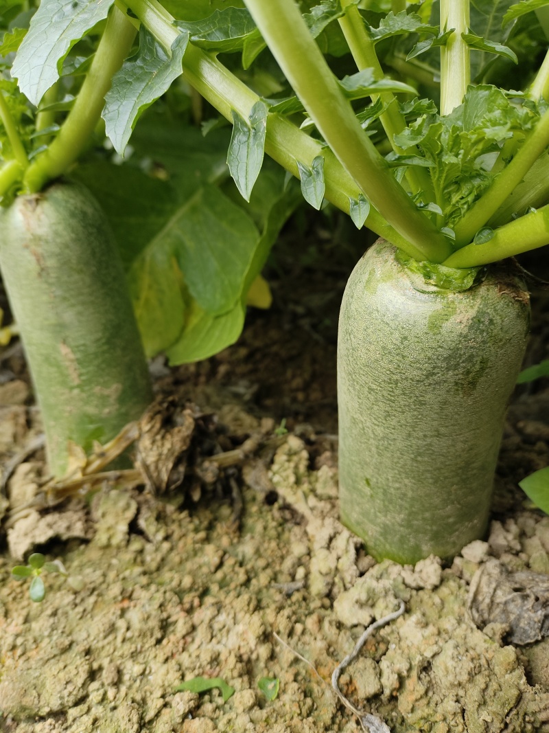 水果萝卜安徽淮南蔬菜基地直供质量保证货源充足全国发货