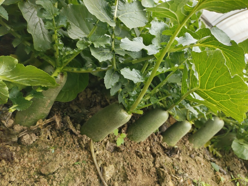 水果萝卜安徽淮南蔬菜基地直供质量保证货源充足全国发货