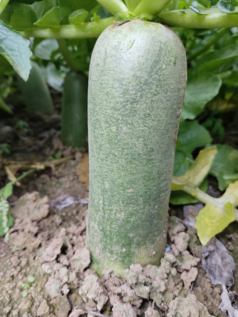 水果萝卜安徽淮南蔬菜基地直供质量保证货源充足全国发货