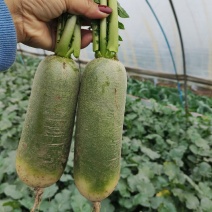 水果萝卜安徽淮南蔬菜基地直供质量保证货源充足全国发货