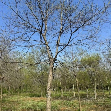 成都乌桕批发成都苗木基地供应各类规格乌桕直销