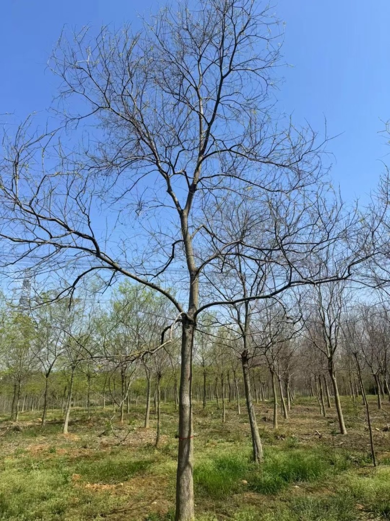 成都乌桕批发成都苗木基地供应各类规格乌桕直销