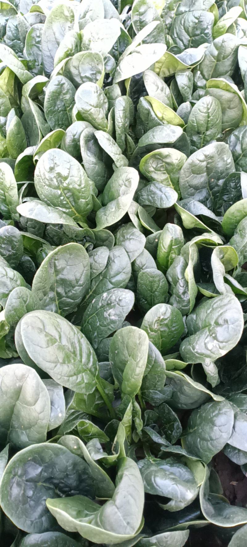 大叶菠菜