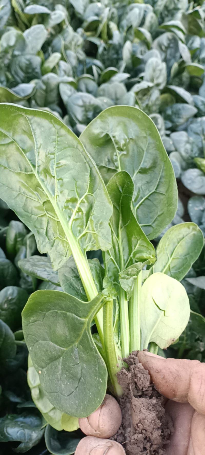 大叶菠菜