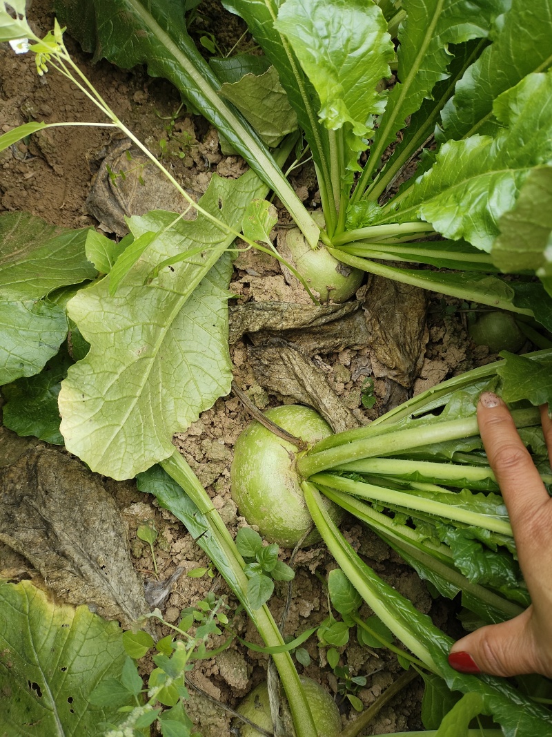 心里美萝卜安徽淮南基地直发质量保证一手货源欢迎订购