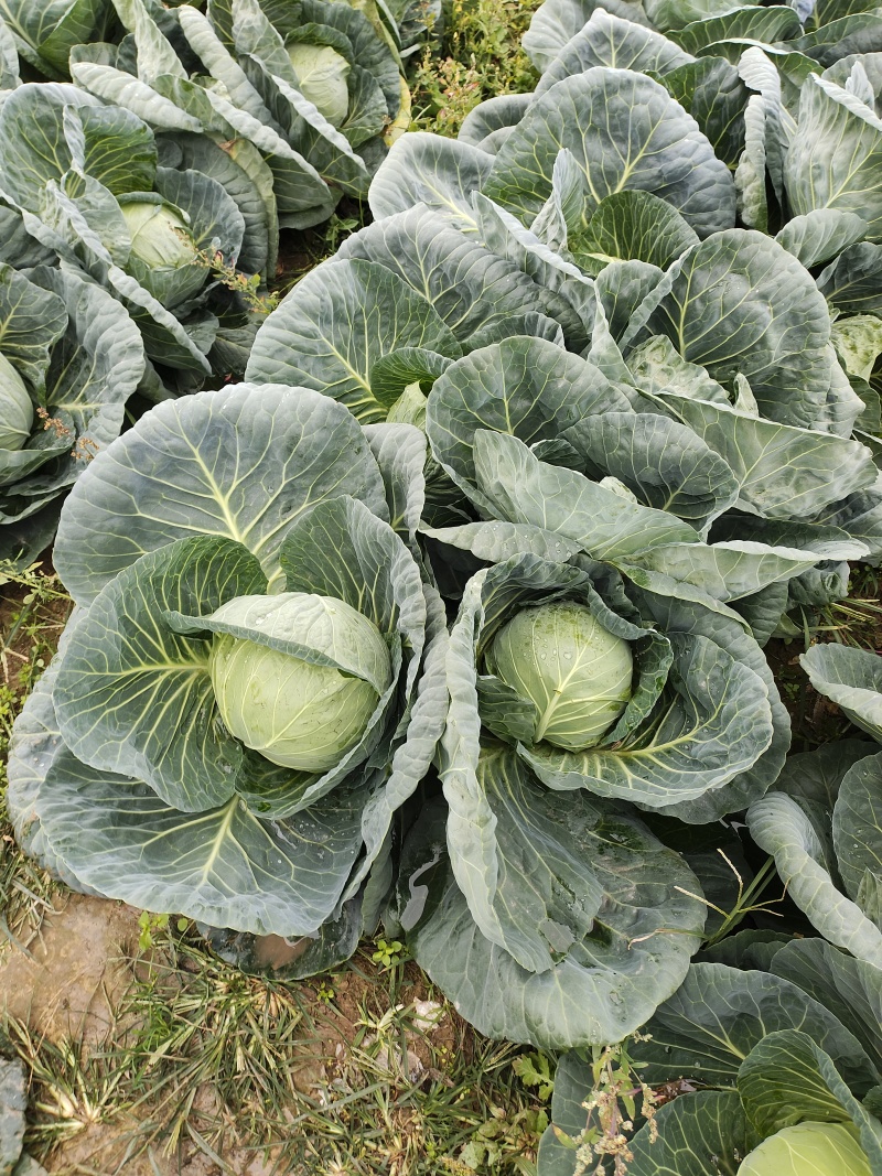 甘蓝精品圆包菜大量上市基地直供质量保证对接商超市场