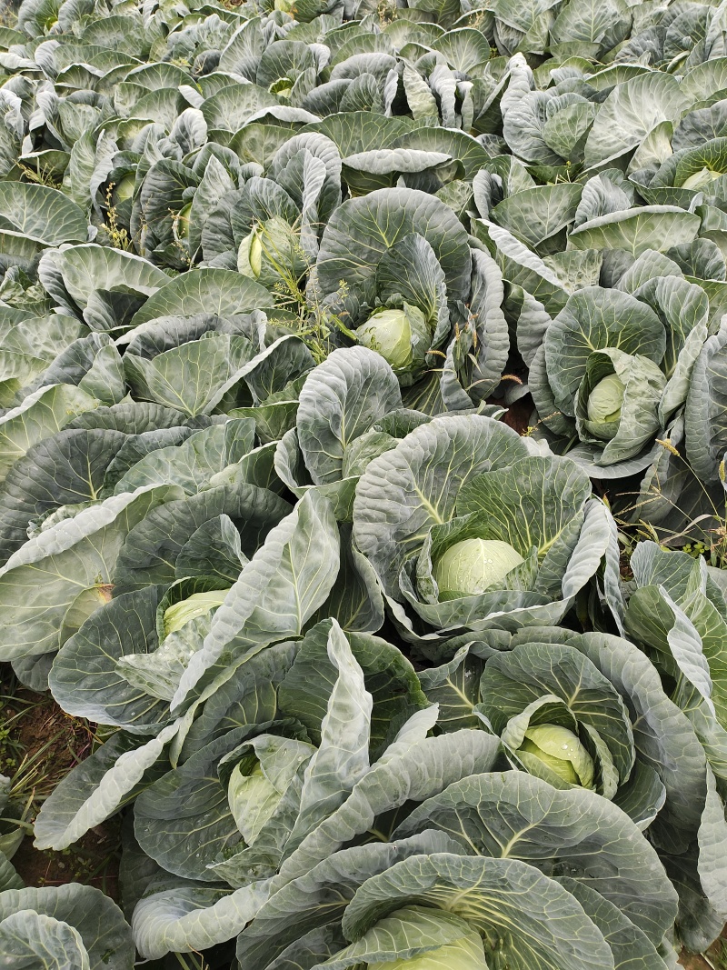 甘蓝精品圆包菜大量上市基地直供质量保证对接商超市场