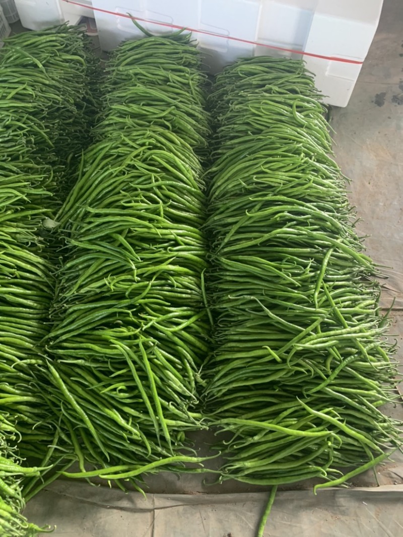 鲜辣椒薄皮椒螺丝椒线椒货源充足承接商超市场代发