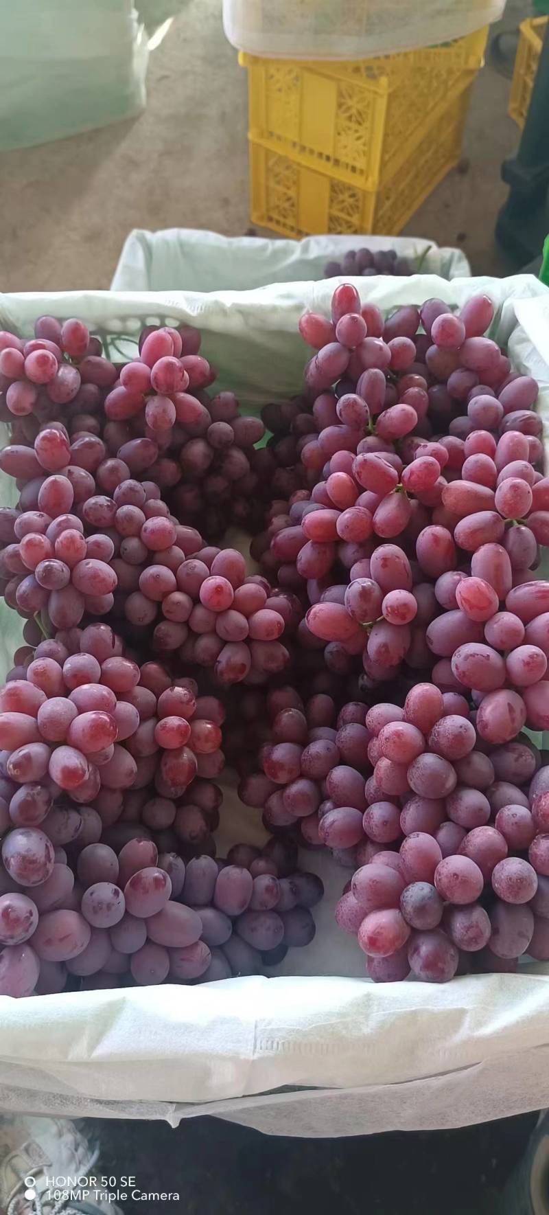 新鲜克伦生葡萄，果肉饱满，甜美多汁，健康美味，尽享自然馈赠！