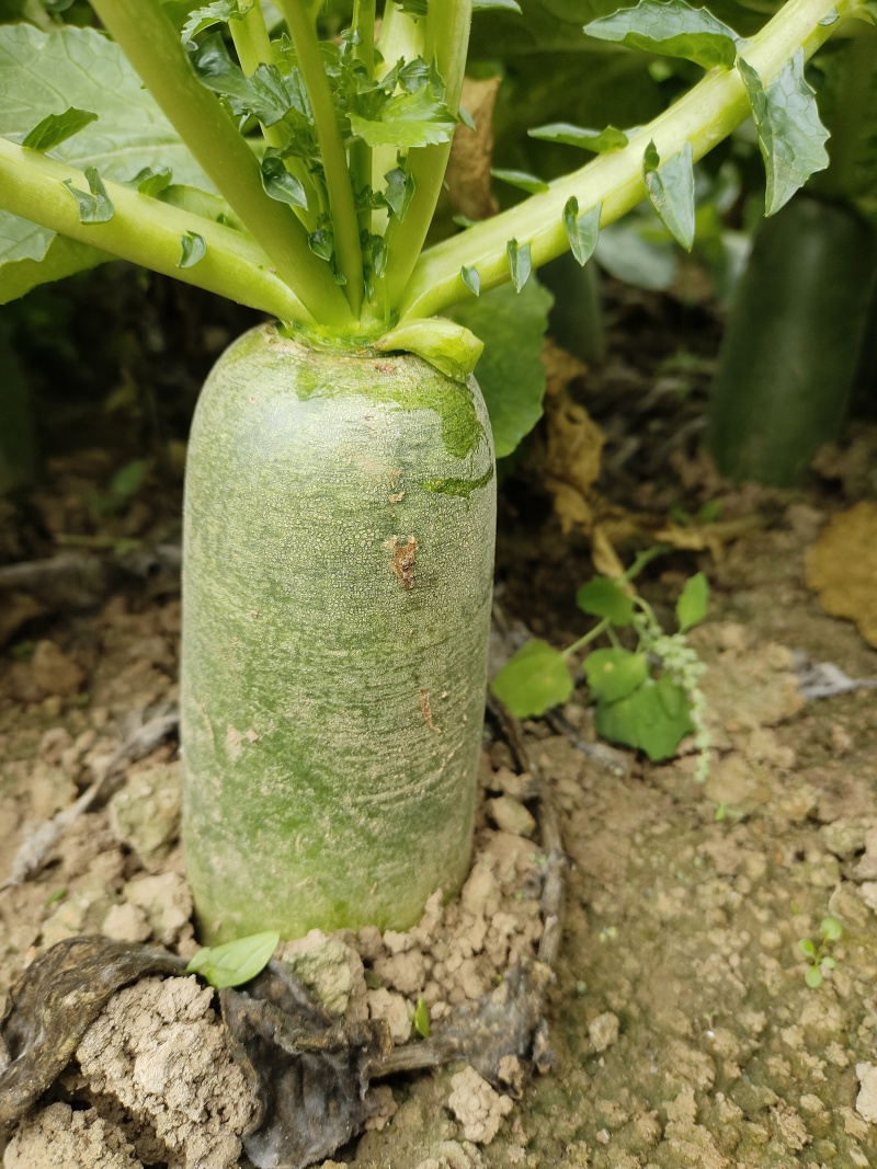 【水果萝卜】安徽蔬菜基地直供质量保证一手货源全国发货