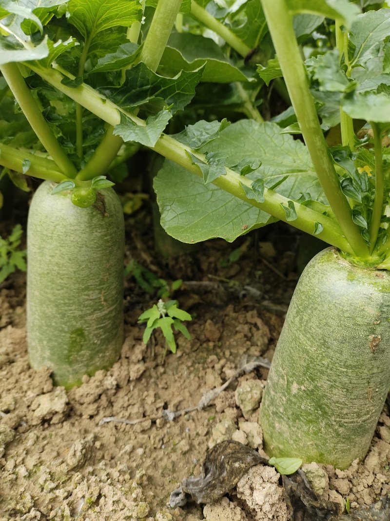 【水果萝卜】安徽蔬菜基地直供质量保证一手货源全国发货