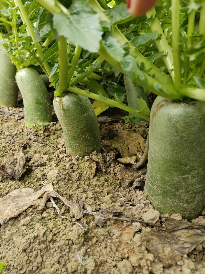 【水果萝卜】安徽蔬菜基地直供质量保证一手货源全国发货