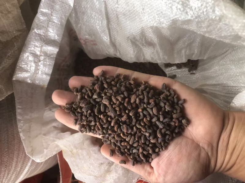 正品原产地女贞子现货秒发品质有保障，全部都是过风机，过筛
