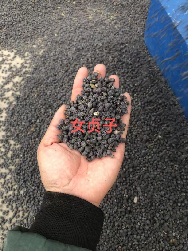 正品原产地女贞子现货秒发品质有保障，全部都是过风机，过筛