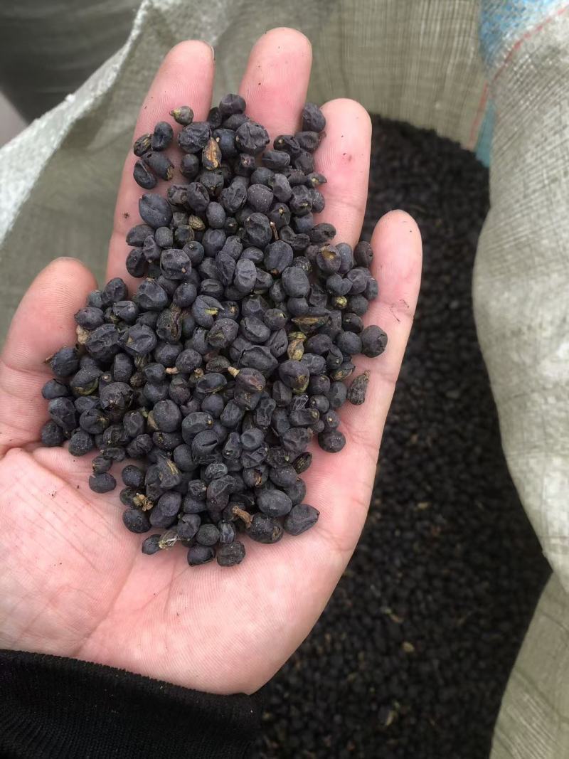 正品原产地女贞子现货秒发品质有保障，全部都是过风机，过筛