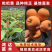 【嫁接】大五星枇杷苗1-3公分枇杷苗营养袋苗包签合同