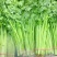 小香芹聊城山芹货源充足按需加工代收代发全国