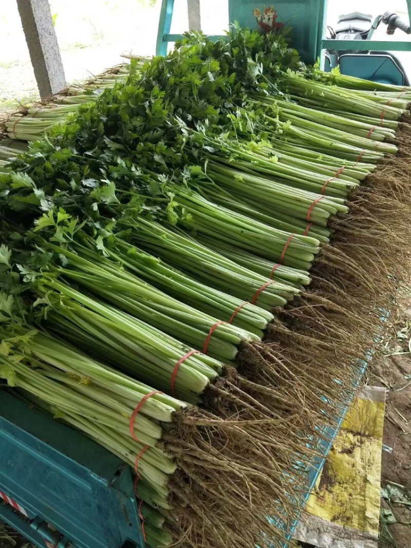 小香芹聊城山芹货源充足按需加工代收代发全国