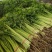 小香芹聊城山芹货源充足按需加工代收代发全国