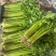小香芹聊城山芹货源充足按需加工代收代发全国