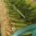 小香芹聊城山芹货源充足按需加工代收代发全国